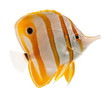 Foto: marine fish beak copperband butterflyfish isolated on white marine fish beak copperband butterflyfish isolated on white