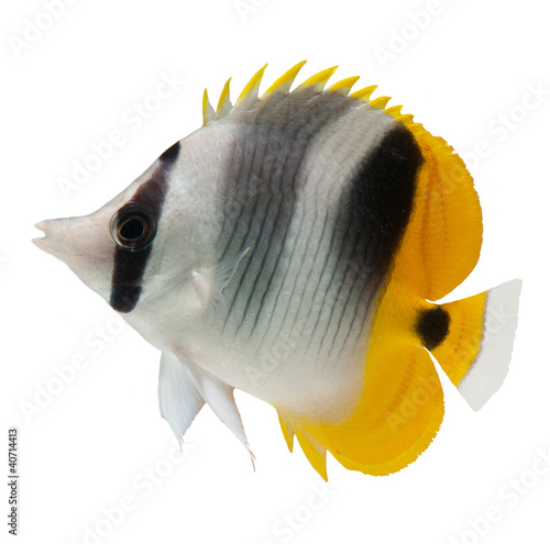 Photo: marine fish butterflyfish reef fish on white background marine fish butterflyfish reef fish on white background