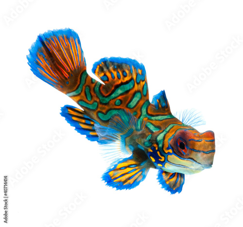 Photo: mandarin dragonet isolated on white background mandarin dragonet isolated on white background