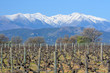 Photo: Le Canigou et vieilles vignes Le Canigou et vieilles vignes