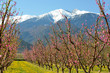 Canigou et pêchers