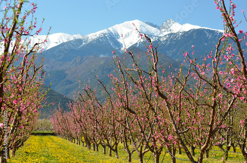 Photo: Canigou et pêchers Canigou et pêchers