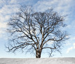 winter tree winter tree