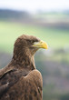 White tailed sea eagle protrait