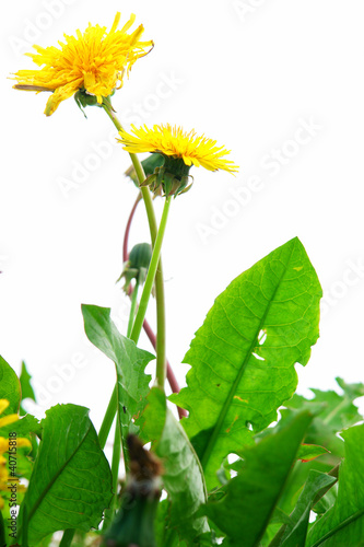 Foto: Isolated Springflowers Isolated Springflowers