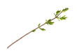 Branch of tree