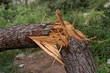 Cracked pinetree closeup