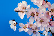 Pfirsichblüten