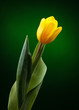 Photo: yellow tulip on dark green background yellow tulip on dark green background