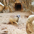 Meerkat