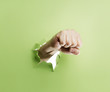Fist
