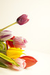 Tulpen