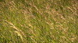 Video: Close-up of tall grass over mountain, Tatras, Poland Close-up of tall grass over mountain, Tatras, Poland
