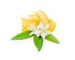orange dried peel and flower orange dried peel and flower