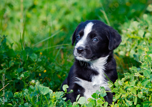 Photo: Adorable small dog Adorable small dog