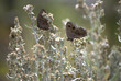A Pair of Common Wood Nymph Butterflies