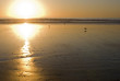 Sunset on the Beach with Shore Birds