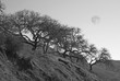 Trees on Hillside with Full Moon
