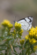 Checkered White Butterfly Feeding on Yellow Flowers