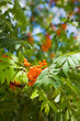 ashberry