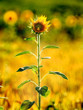 sunflowers