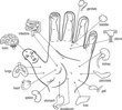 Acupuncture points on palm