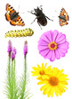 Set of flowers and insects