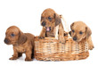 dachshund  puppy