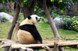 Grand panda bear