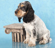 puppy English cocker spaniel