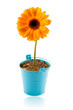 Concept fleur