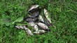 Freshly caught live fishes out of water lying on green grass
