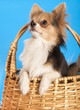chihuahua dog