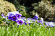 Photo: Landscape with Flowers Landscape with Flowers