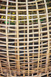 bamboo