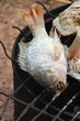 Grilled fish