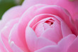 flower(Camellia_japonica)_45