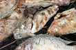 Grilled fish