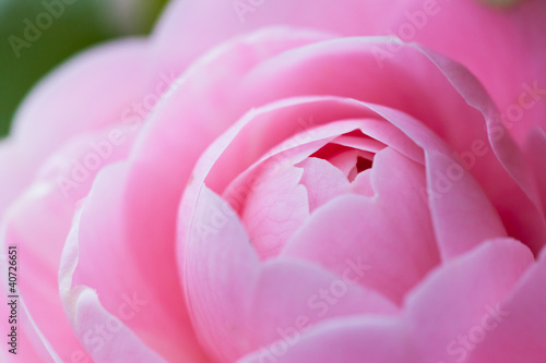 Photo: flower(Camellia_japonica)_45 flower(Camellia_japonica)_45