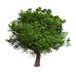 Isolated tree