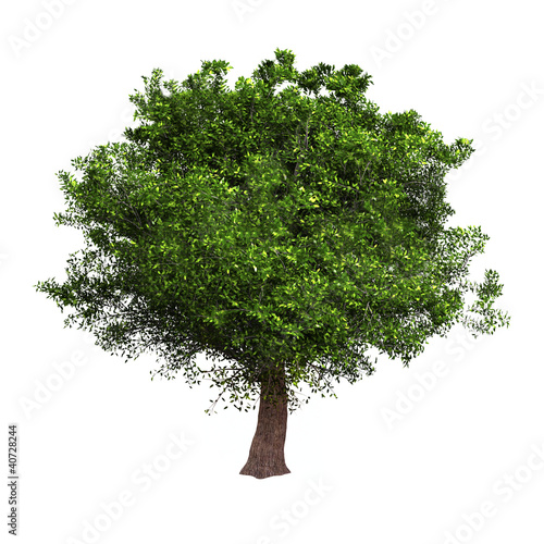 Illustration: Isolated tree Isolated tree