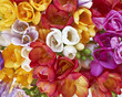 colorful freesias, floral background