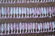 Panel dried squid Panel dried squid