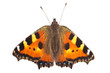 Photo: Schmetterling Kleiner Fuchs Schmetterling Kleiner Fuchs