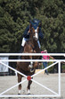 Show Jumping