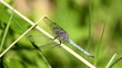 Beautiful dragonfly resting on a leaf