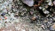 Timelapse macro shot of a small snail