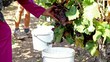 Autumn grape harvest