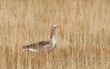 A greylag goose