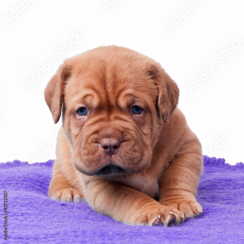 Photo: Newborn mastiff puppy Newborn mastiff puppy